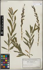 Foto von Salix purpurea L.